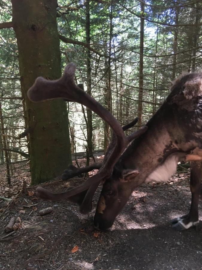 Le Petit Kichon Lejlighed Gérardmer Eksteriør billede